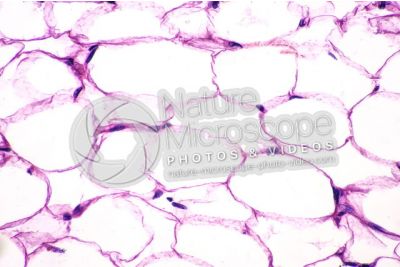 Man. Large intestine. Colon. Oblique section. 500X