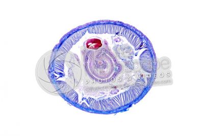 Lumbricus sp. Earthworm. Lumbricidae. Transverse section. 15X