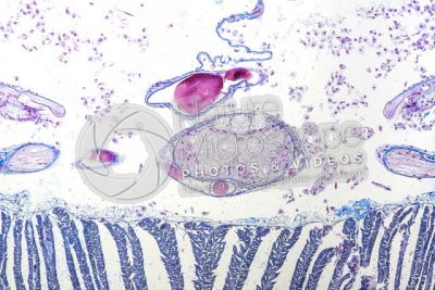 Lumbricus sp. Earthworm. Lumbricidae. Transverse section. 250X