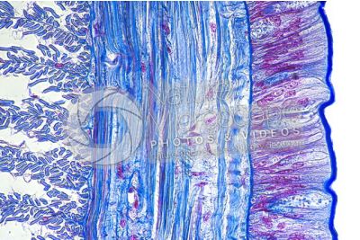 Lumbricus sp. Earthworm. Lumbricidae. Transverse section. 500X