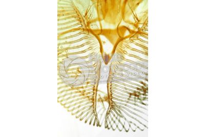Musca domestica. Housefly. Muscidae. Mouthparts. 20X
