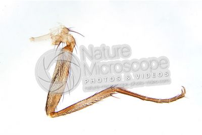 Musca domestica. Housefly. Muscidae. Leg. 10X