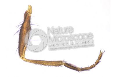 Musca domestica. Housefly. Muscidae. Leg. 32X