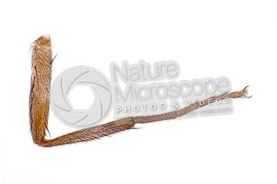 Musca domestica. Housefly. Muscidae. Leg. 32X