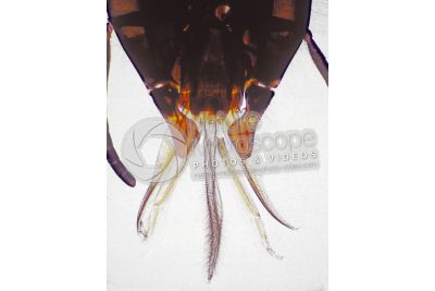 Apis mellifera. Western honey bee. Apidae. Mouthparts. 32X