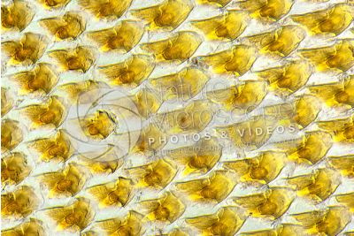 Helix pomatia. Snail. Helicidae. Mouthparts. 500X