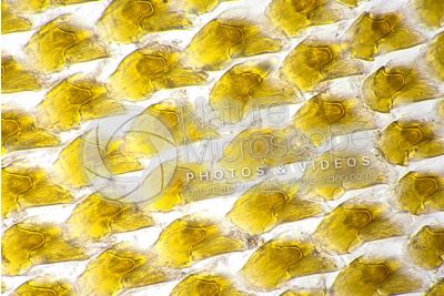 Helix pomatia. Snail. Helicidae. Mouthparts. 500X
