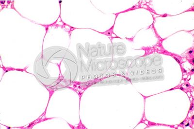 Rat. Unilocular adipose tissue. Transverse section. 500X
