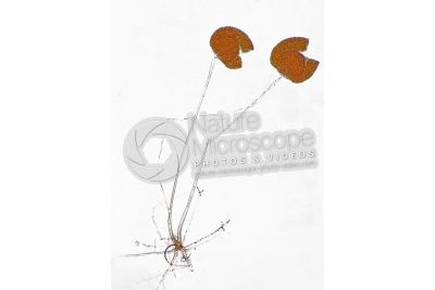 Rhizopus stolonifer. Muffa nera del pane. Fungo saprofita. 30X