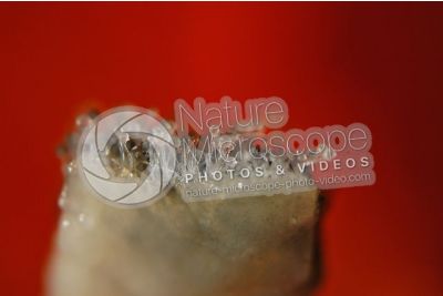 Rhizopus sp. Muffa del pane. Fungo saprofita