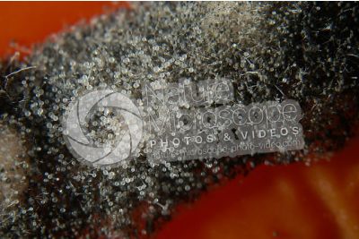 Rhizopus sp. Muffa del pane. Fungo saprofita