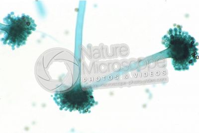 Aspergillus sp. Muffa. Fungo saprofita. Conidioforo. 250X