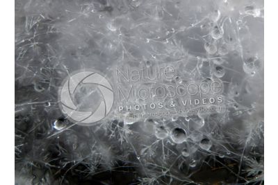Aspergillus sp. Muffa. Fungo saprofita. 64X