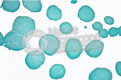 Hydnum sp. Fungo. Aculeo. Sezione trasversale. 32X
