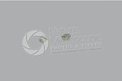 Solanum dulcamara. Morella rampicante. Polline. Colorazione di contrasto. 1000X