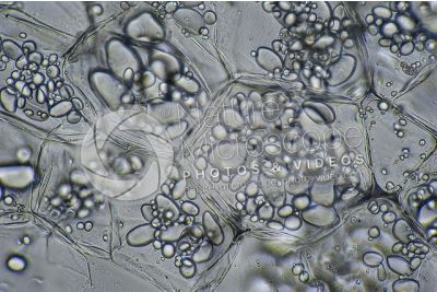 Solanum tuberosum. Patata. Cellule poliedriche. Colorazione con blu di metilene. 250X