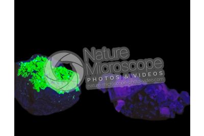Fluorescent Uranocircite and Aragonite. Ultraviolet light (UV)