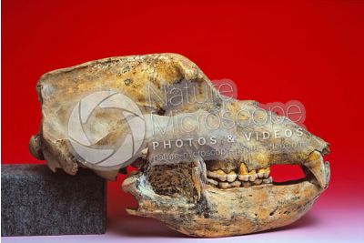 Ursus spelaeus. Cave bear. Skull. Fossil. Pleistocene