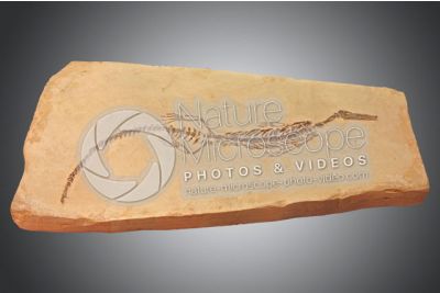 Mesosaurus brasiliensis. Rettile. Fossile. Permiano