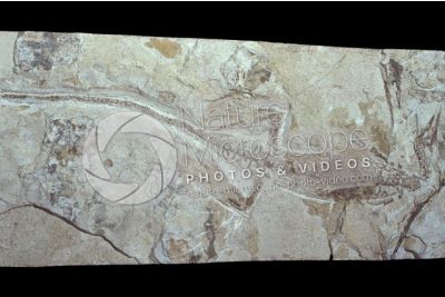 Mesosaurus brasiliensis. Rettile. Fossile. Permiano