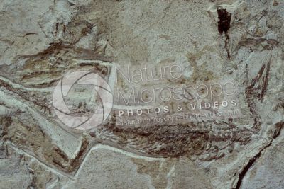 Mesosaurus brasiliensis. Rettile. Fossile. Permiano