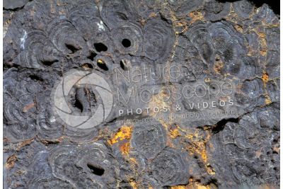 Stromatolite. Fossile. Permiano