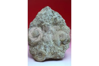 Planetoceras sp. Cefalopode. Fossile. Carbonifero