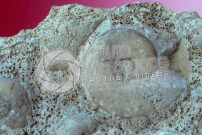 Planetoceras sp. Cefalopode. Fossile. Carbonifero