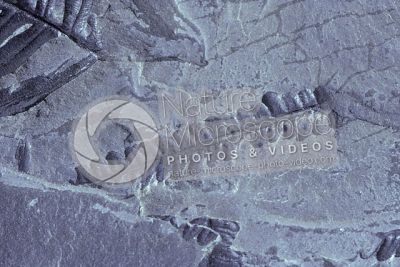 Pteridophyta. Fern. Fossil. Carboniferous