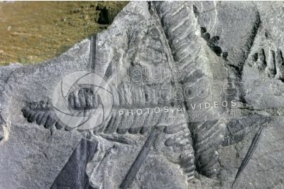 Pteridophyta. Fern. Fossil. Carboniferous