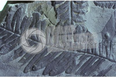 Pteridophyta. Fern. Fossil. Carboniferous