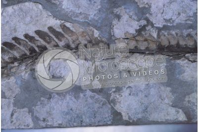 Pteridophyta. Fern. Fossil. Carboniferous