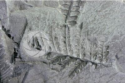 Pteridophyta. Fern. Fossil. Carboniferous