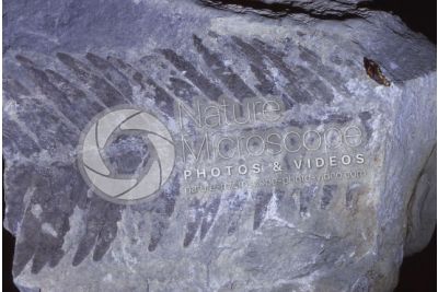 Pteridophyta. Fern. Fossil. Carboniferous