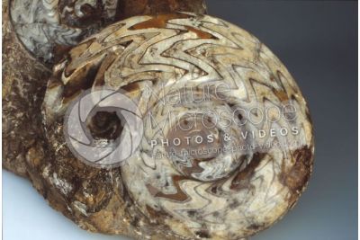 Gonioclimenia sp. Ammonite. Fossile. Devoniano
