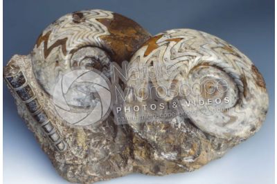 Gonioclimenia sp. e Orthoceras sp. Ammonite e Belemnite. Fossile. Devoniano
