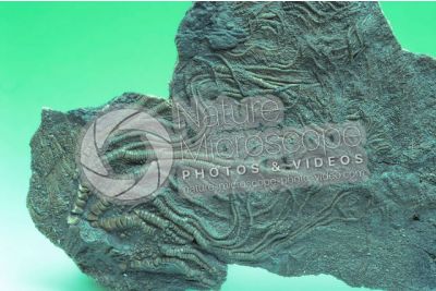 Pentacrinus sp. Crinoide. Fossile. Devoniano