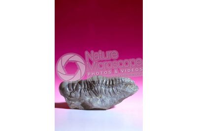 Phacops corconspectans. Trilobite. Fossile. Devoniano