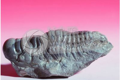Phacops corconspectans. Trilobite. Fossile. Devoniano