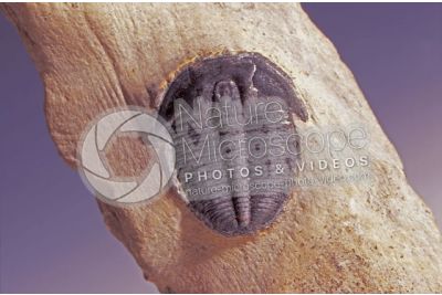 Phacops fecundus. Trilobite. Fossile. Devoniano