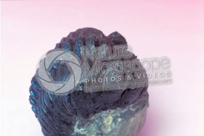 Phacops rana. Trilobite. Fossile. Devoniano