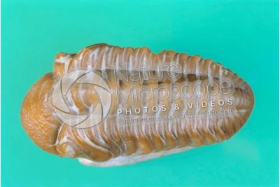 Phacops sp. Trilobite. Fossile. Devoniano