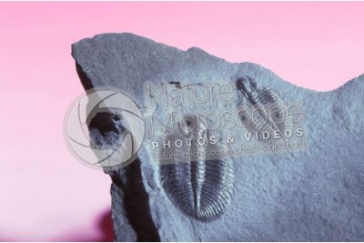 Trilobita. Trilobite. Fossile. Devoniano