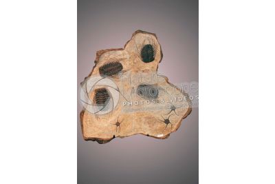 Trilobita. Trilobite. Fossile. Devoniano. Marocco