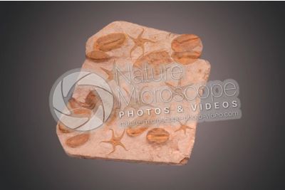Trilobita e Echinodermata. Trilobite e Stella marina. Fossile. Devoniano. Marocco