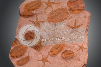 Trilobita e Echinodermata. Trilobite e Stella marina. Fossile. Devoniano. Marocco