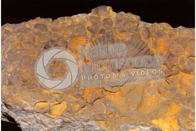 Brachiopoda. Brachiopode. Fossile. Siluriano