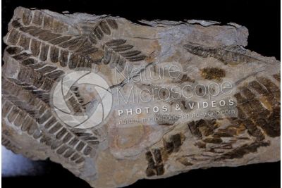 Pteridophyta. Fern. Fossil. Silurian