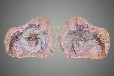 Crustacea. Crostaceo. Fossile