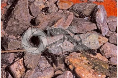 Erpobdella octoculata. Leech